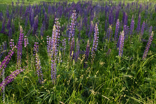 A meadow of wild flowers Lupines in the early morning