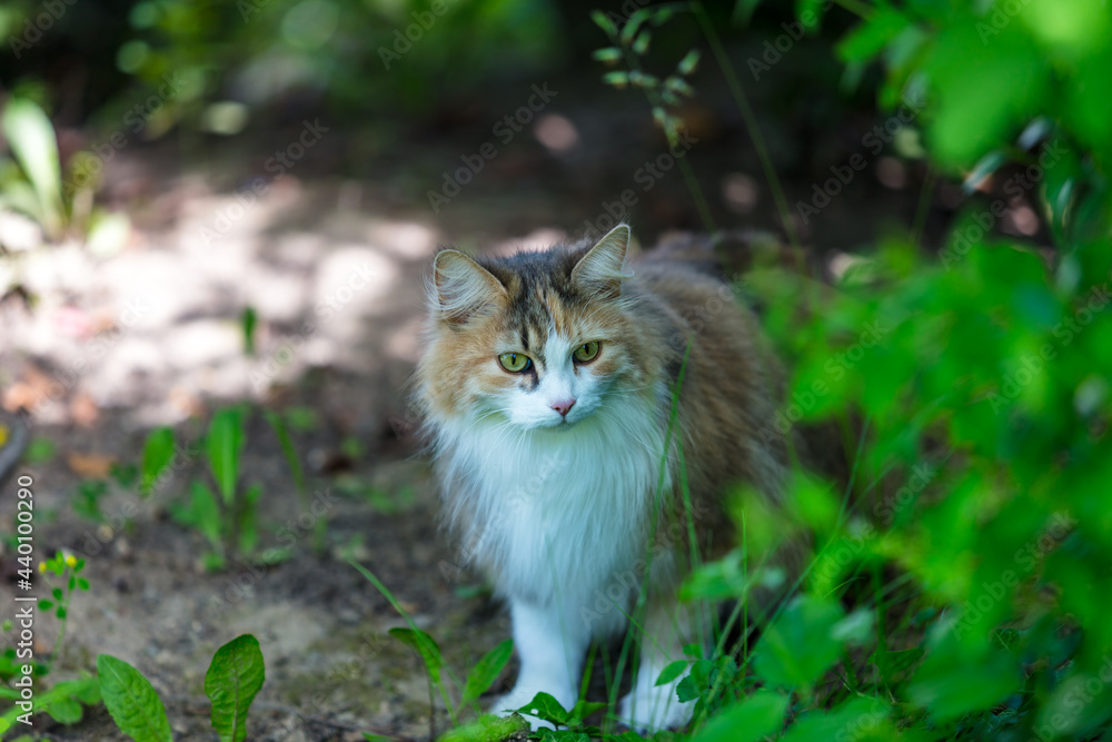 Katze Katze