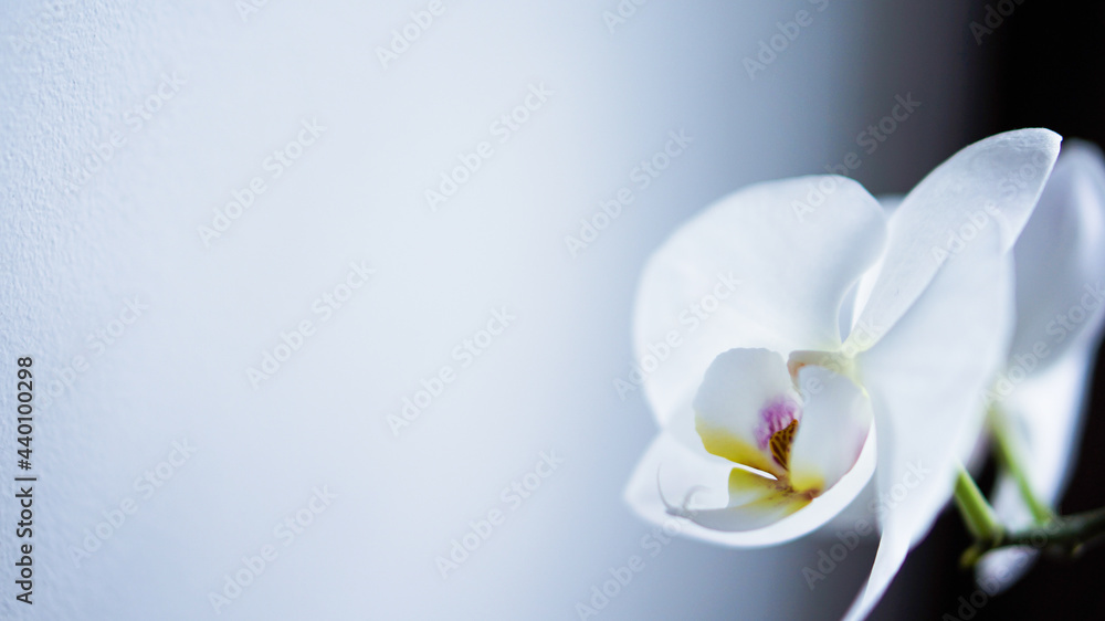 Fototapeta premium white orchid. white left side for the site