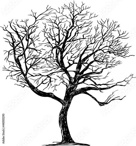 Freehand drawing of silhouette single deciduous bare tree in winter season