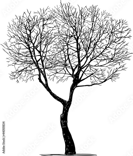 Sketch of silhouette single deciduous bare tree in winter season