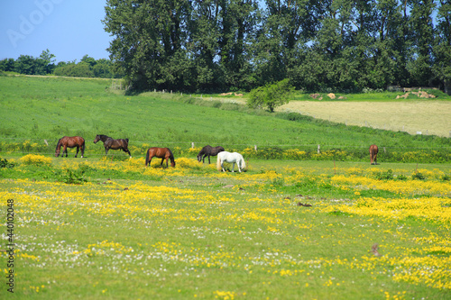 Horses in a paddock on the darss peninsula, Baltic Sea - Germany