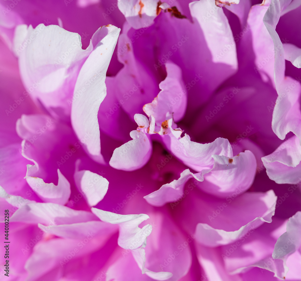 pink peony flower petals as background