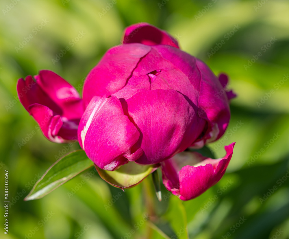 pink peony flower petals as background