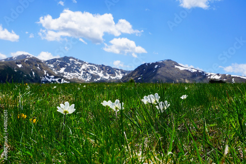 Alpenblumen photo