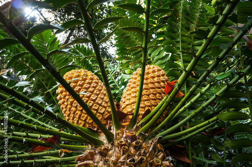 Large cones of Cycad Encephalartos natalensis - palm-like tropical and subtropical plant. photo