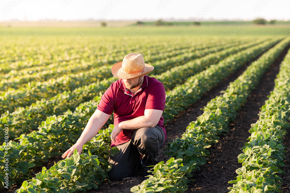 Young farmer in soybean fields Young farmer in soybean fields