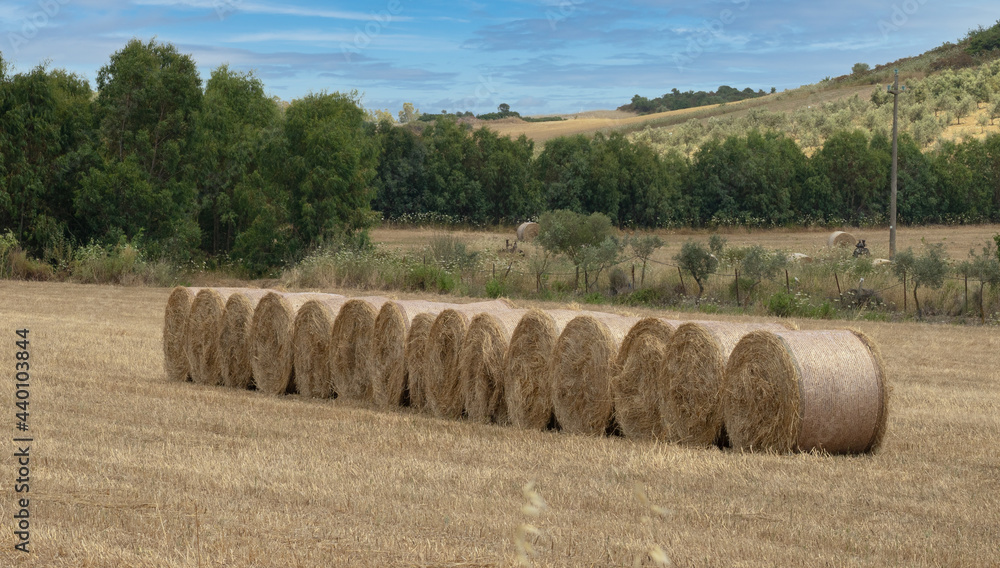 round bales lined up before their collection
