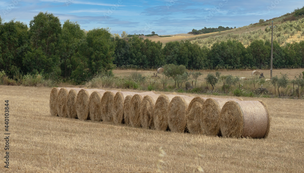 round bales lined up before their collection
round bales lined up before their collection