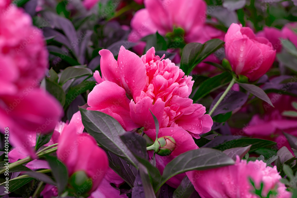 Pink peonies. Beautiful fresh pion flowers on bright multicolored floral background. Pink peonies. Beautiful fresh pion flowers on bright multicolored floral background.