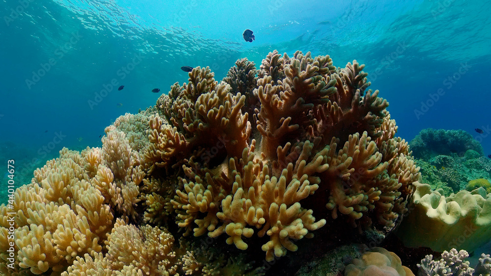Underwater fish garden reef. Reef coral scene. Coral garden seascape. Philippines. Underwater fish garden reef. Reef coral scene. Coral garden seascape. Philippines.
