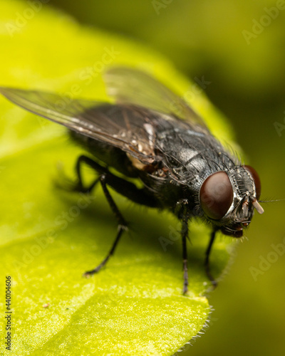 Macro shots, beautiful nature. Close up of a big fly