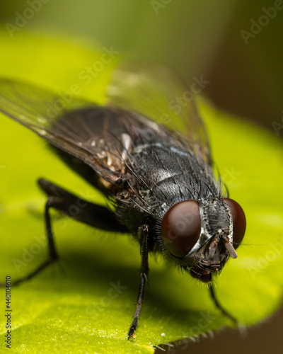 Macro shots, beautiful nature. Close-up of a big fly on a green background