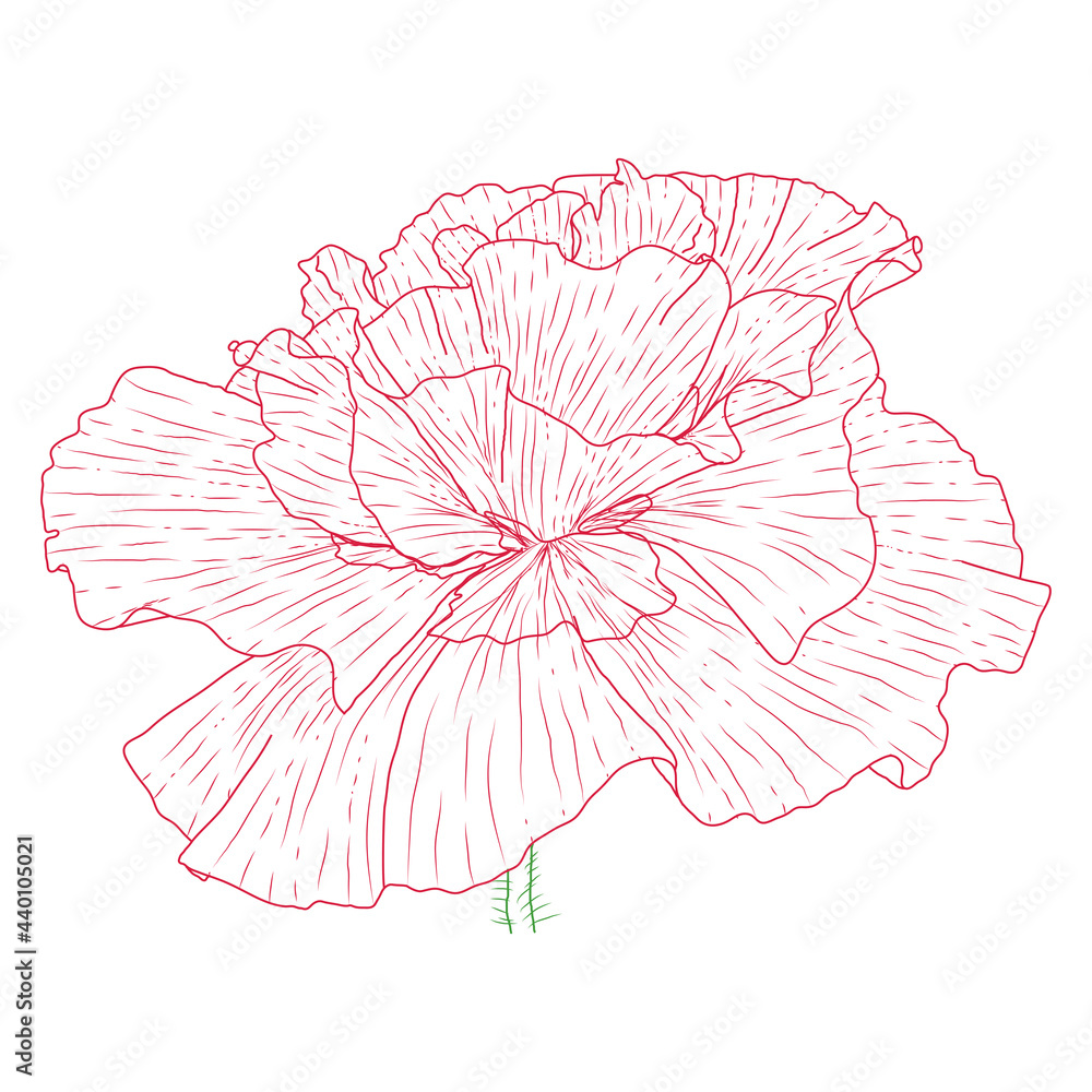 California poppy flowers drawn and sketch with line-art on white backgrounds. California poppy flowers drawn and sketch with line-art on white backgrounds.