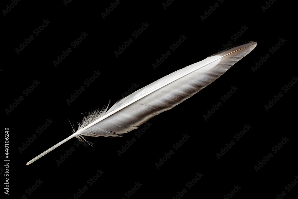 Obraz premium Feather on black background