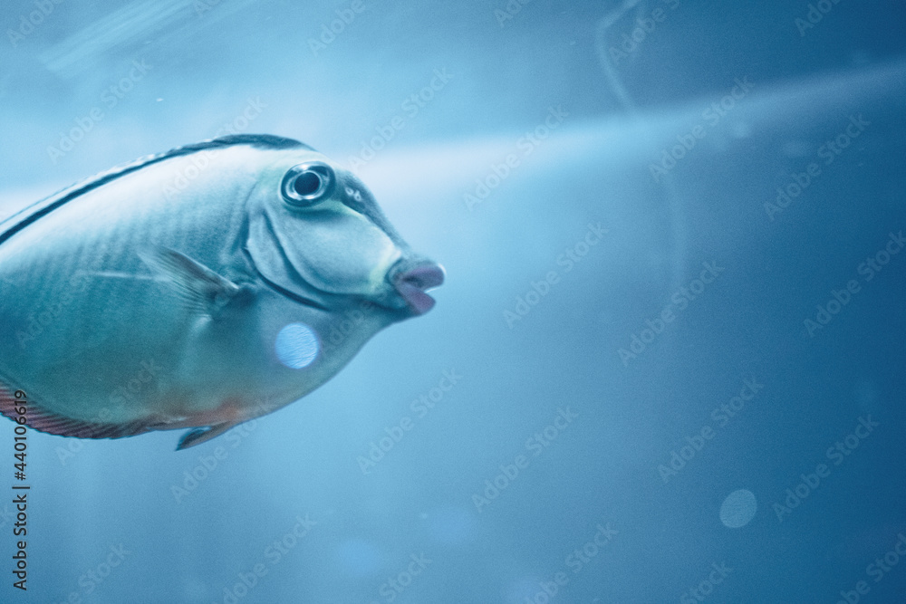 Fototapeta premium fish in aquarium