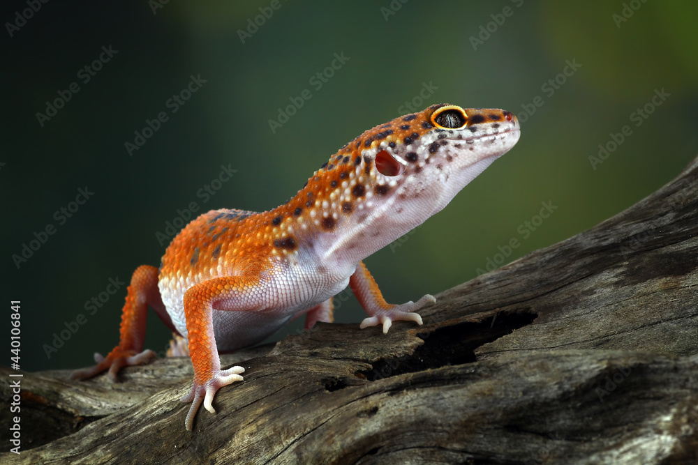Naklejka premium leopard gecko in wood