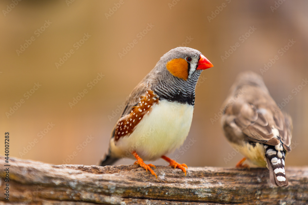 Exotische Vögel Exotische Vögel
