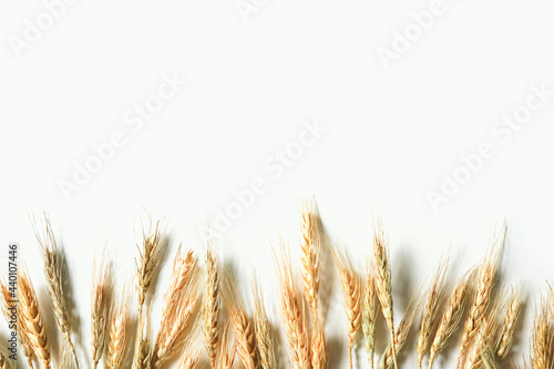 Wheat lined up on the bottom of the frame on white background. Minimalist composition. Side border with empty space for text. Copy space.