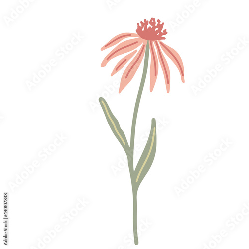 Echinacea wildflower hand drawn flat vector illustration isolated on white