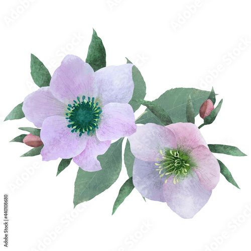 Billede på lærred Cute wild flower hellebore (winter rose, Christmas rose, lenten hellebore) with buds and leaves on white background