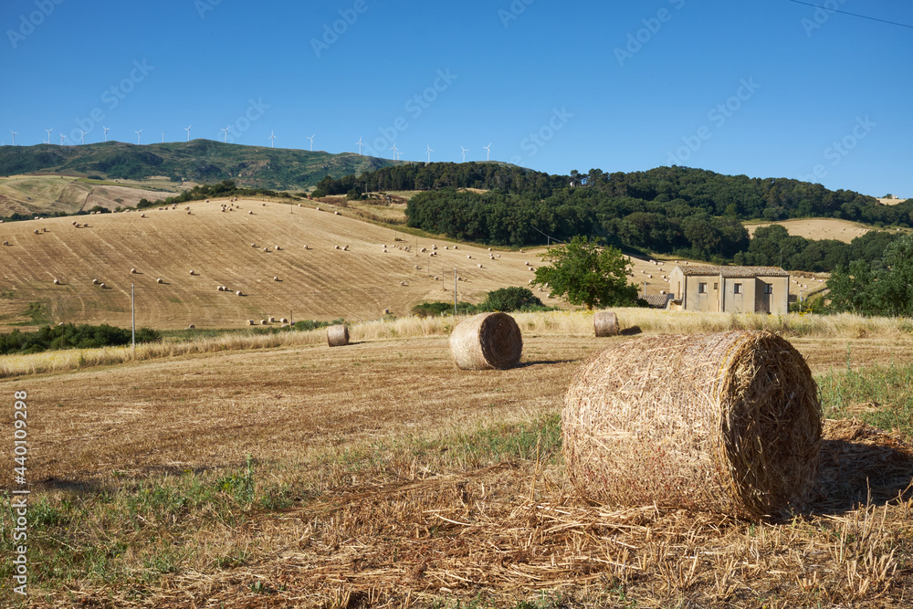 rolls of hay for livestock feed collected in summer in Italy