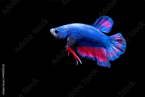 beauty, exotic of the tail of the red and blue male betta fish, fight fish in the aquarium black background