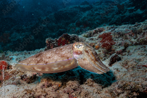 Common cuttlefish, Sepia officinalis, in Maldives