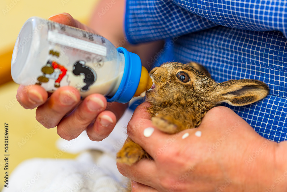 Junger Hase