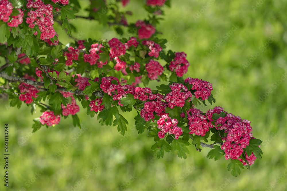 Branch of flowering garden tree with red flowers.