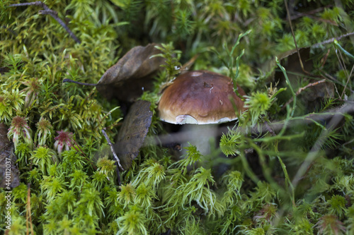Boletus mushroom in the green moss