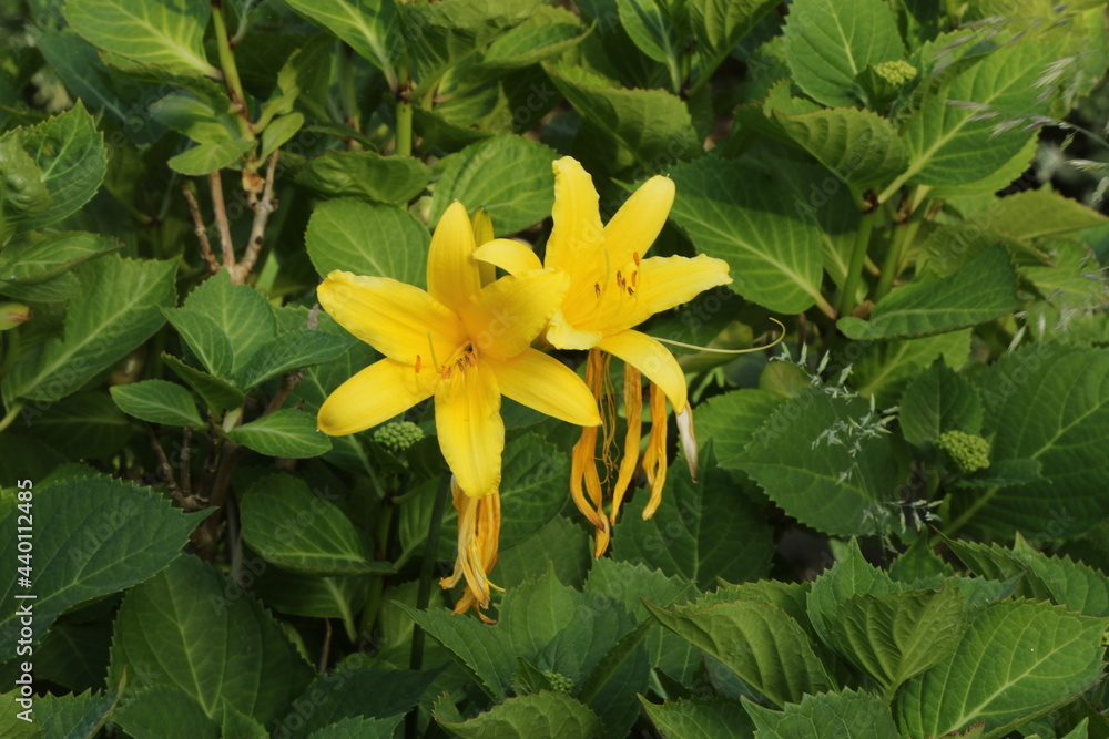 yellow flowers yellow flowers