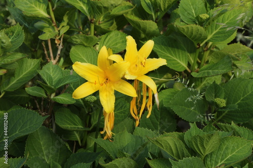 yellow flowers