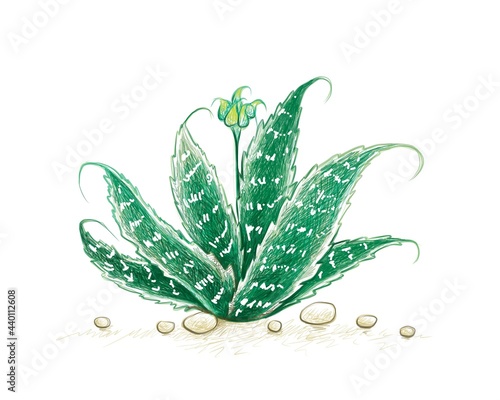 Herbal and Plant, Hand Drawn Illustration of Aristaloe Aristata, Lace Aloe or Guinea-Fowl Aloe Plant. A Succulent Plants with Sharp Thorns for Garden Decoration.
 photo