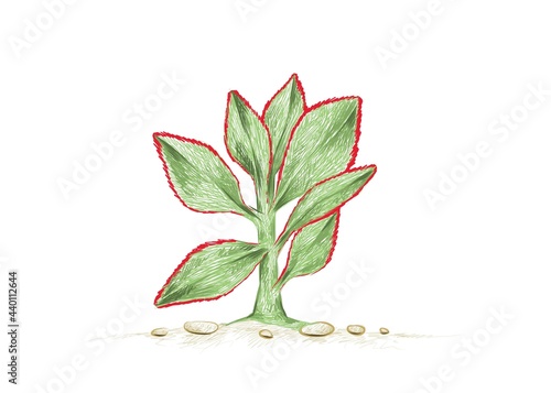 Illustration Hand Drawn Sketch of Crassula Arborescens Undulatifolia or Ripple Jade. A Succulent Plants for Garden Decoration.

