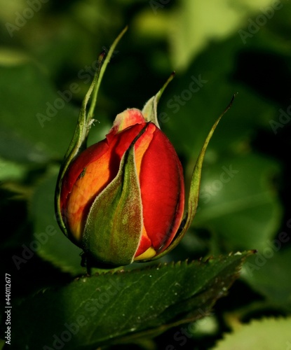 red rose bud