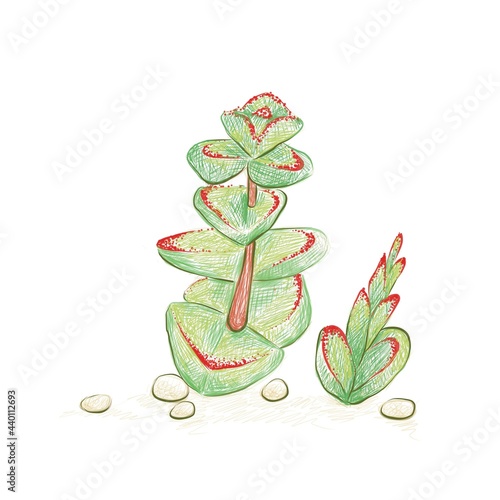Illustration Hand Drawn Sketch of Crassula Marnieriana, Jade Necklace, Chinese Pagoda or Worm Plant. A Succulent Plants for Garden Decoration.
