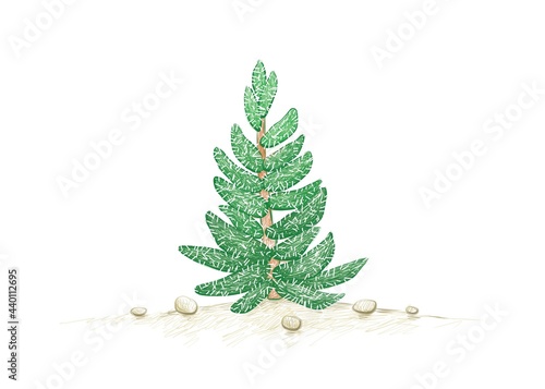 Illustration Hand Drawn Sketch of Crassula Mesembryanthemoides or Tenelli Plant. A Succulent Plants for Garden Decoration.
