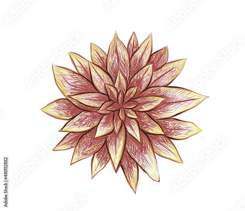 Illustration Hand Drawn Sketch of Graptoveria or Fred Ives. A Succulent Plants for Garden Decoration.
