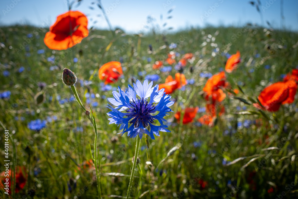 some blue cornflowers and red poppies stand side by side on green meadow some blue cornflowers and red poppies stand side by side on green meadow