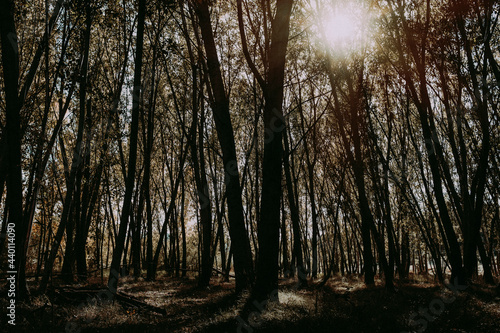 Forest © jjuncadella