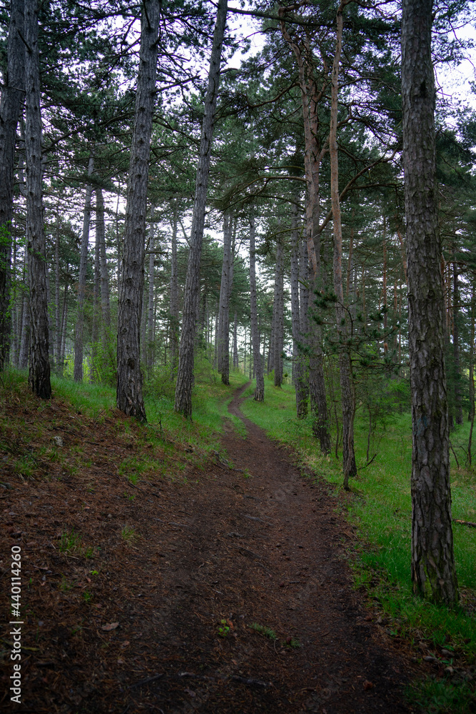 Obraz premium Landschaft im Sommer