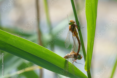 2 dragonflies mating hanging from a reed