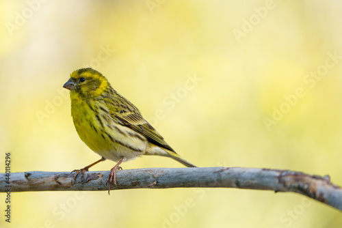 Close-up view of an european serin (Serinus serinus) with out of focus background. © xfgiro