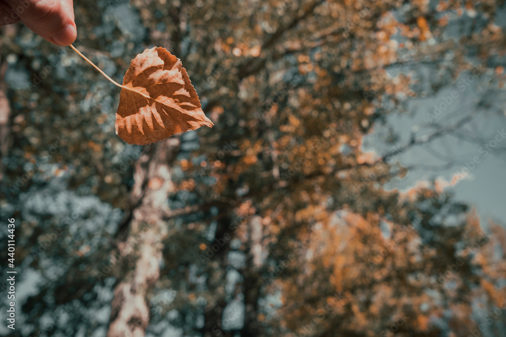 Fototapeta premium Tree leaves