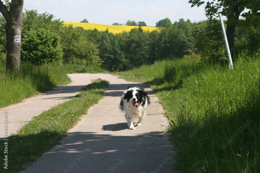 Naklejka premium Dog Running