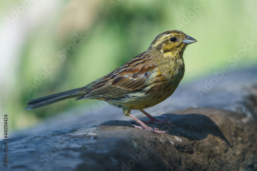 Close-up view of a cirl bunting (Emberiza cirlus) with out of focus background. © xfgiro