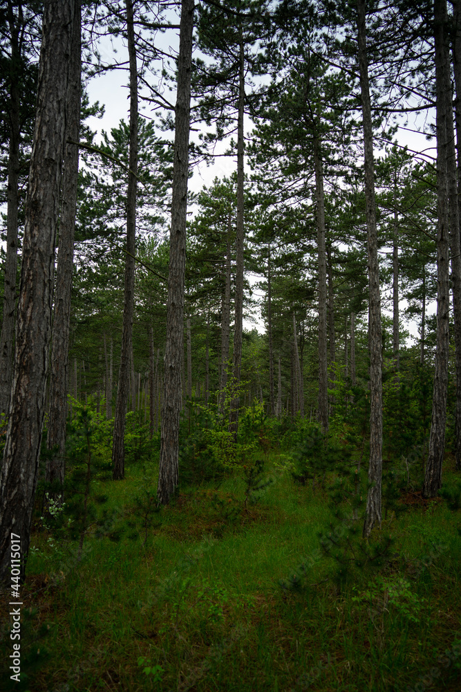 Obraz premium Landschaft im Sommer