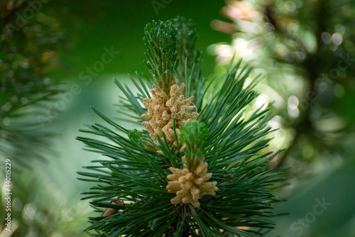 Young spruce and pine paws close-up on a blurred background.