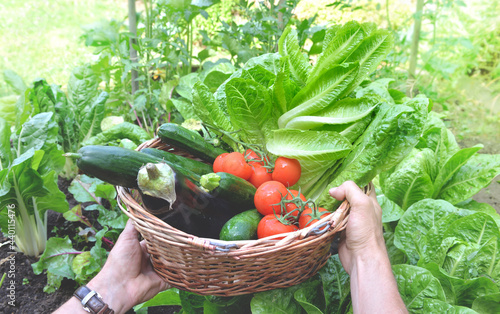 man holding a basket filled with freshly picked seasonal vegetables in the ga...